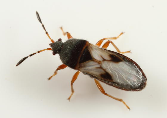 Chinch bugs bites, Identification, Removal, Damage repair - BigBear Pest Co...