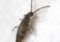 How to get rid of Springtails in bedrooms