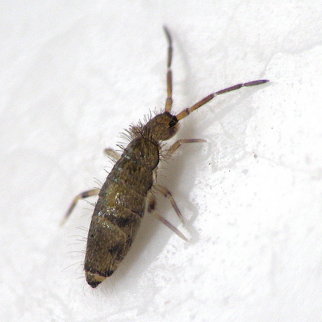 How to get rid of Springtails in bedrooms - BigBear Pest Control