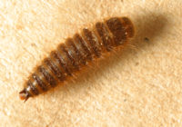 Larder beetle bites, Life cycle, Removal, Traps