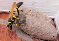 Mud Dauber nest Removal, Sting Pain, Types and Traps