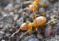 Citronella ants bite, swarmers,repellent | Citronella ants vs Termites