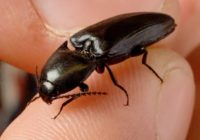 Click beetle bite, Sound, Larvae, Control