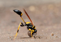 Dirt dauber Pictures, Sting, Nest Dirt dauber vs Wasp