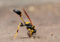 Dirt dauber Pictures, Sting, Nest Dirt dauber vs Wasp