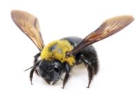 Do carpenter bees sting | Male vs Female carpenter bee