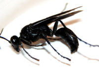 Black Wasp Sting Pictures, Pain, Swelling, Home remedies