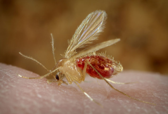 Sandfly Pictures, Bites, Fever, Life Cycle, Treatment