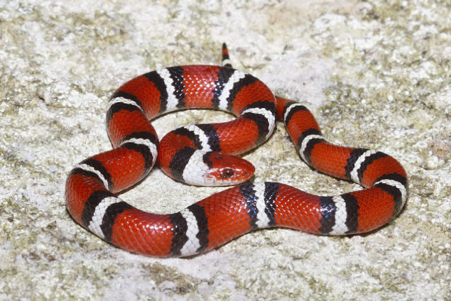 Scarlet King Snake Range, Size, Bite, Care, Adaptations