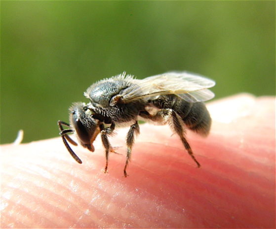 How to Get Rid of Sweat Bees in Pool, Yard, Outside, Home