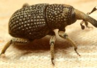 Rice Weevil Bite, Damage, Life Cycle, Control