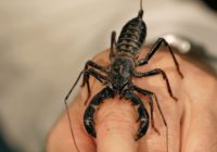 Is Vinegaroon Spider Bite Poisonous and Deadly