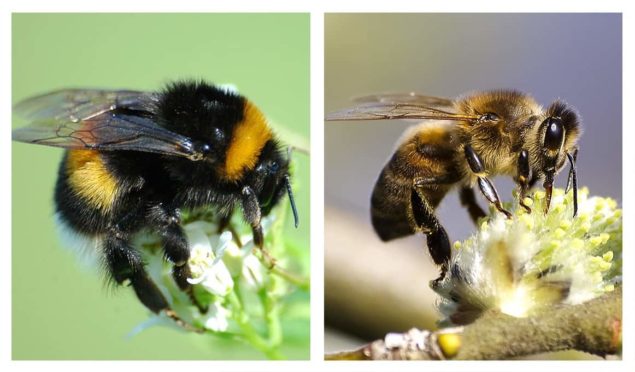 Bumblebee Vs. Honey Bee Sting, Size, Pollination, Difference