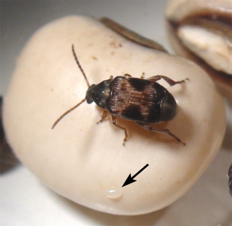 Callosobruchus Maculatus Life Cycle, Oviposition, Bean Preference, Economic Importance