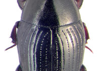 Hister Beetle Bite, Control, Life Cycle, Size, Scientific Name