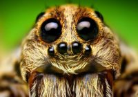 How to get rid of Wolf Spiders inside House Naturally