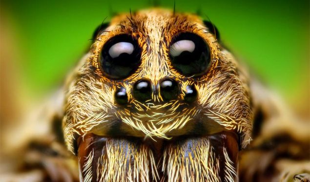 How to get rid of Wolf Spiders inside House Naturally