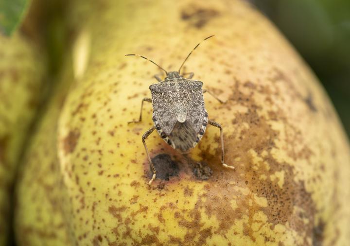 Are stink bugs poisonous to dogs?