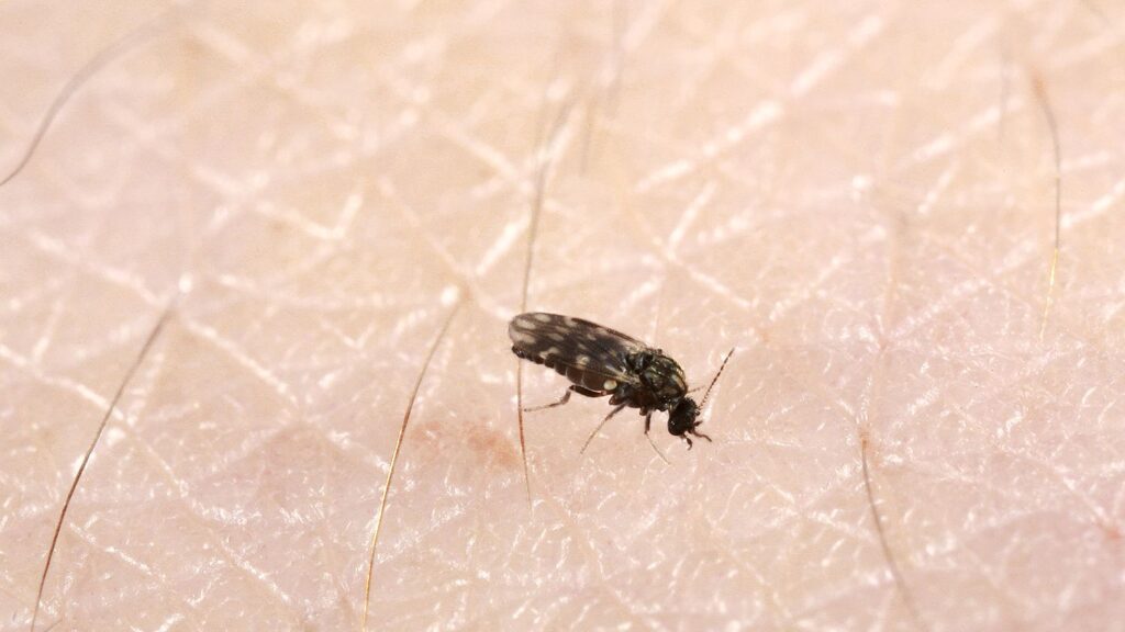 how-long-does-it-take-for-fleas-to-die-bigbear-pest-control