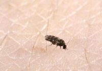 How long does it take for fleas to die?