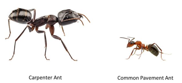 Pavement ants vs Carpenter ants