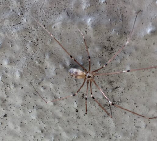 Pholcus Phalangioides Bite, Infestation, Lifespan, Eggs, Venom 