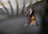 What insects do bats eat