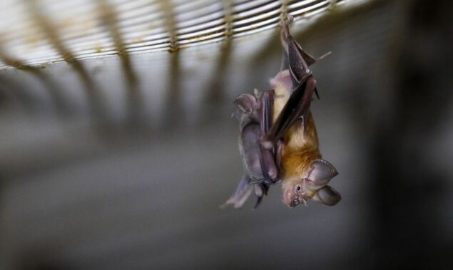 What insects do bats eat?