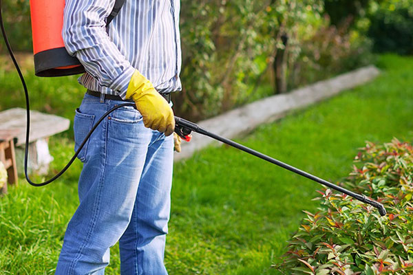 When is the best time to do pest control?