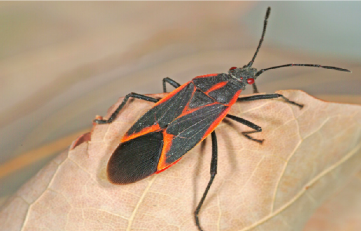 HOW LONG DO BOXELDER BUGS LIVE BigBear Pest Control