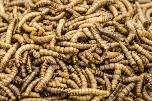 mealworms