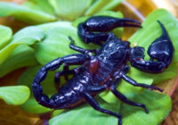 Asian forest scorpion Images, Size, Venom, Lifecycle, Lifespan, Identification