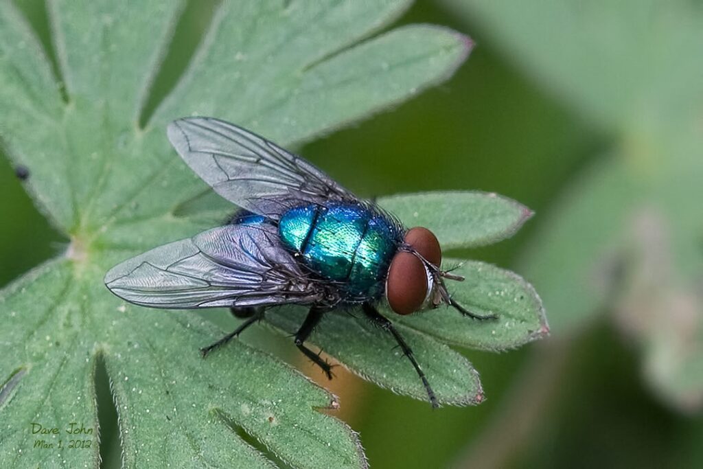 Bluebottle fly Images, bite, lifecycle, habitat, infestation