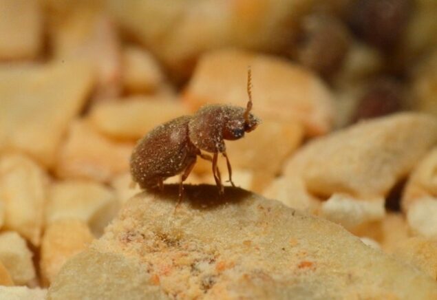 Drugstore beetle images, bite, trap, lifecycle, eggs, identification