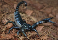 Emperor scorpion size, habitat, care, facts, classification
