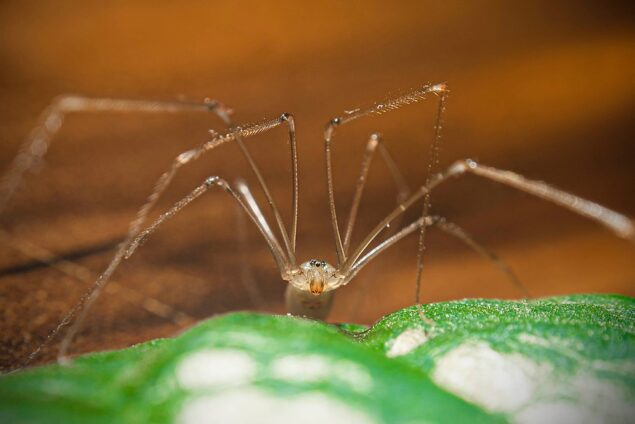 Harvestman spider Images, Identification, Bite, Facts, Venom, Eggs