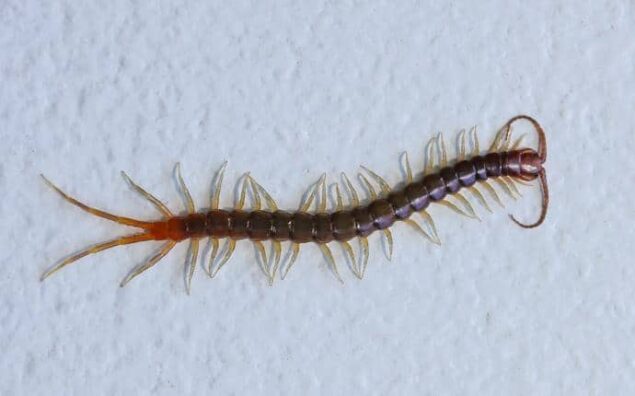 How dangerous are centipedes to humans