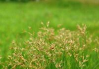 How to get rid of a nutsedge naturally Nutsedge VS Crabgrass