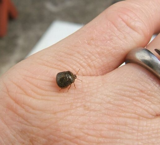 Kudzu beetle Spray, Lifecycle, Bite, Swarming, Identification, Trap