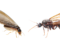 Winged ants vs. Winged termites