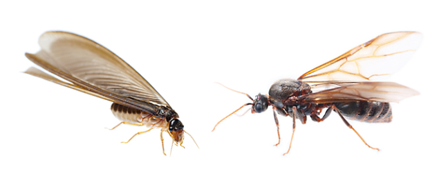 Winged ants  vs. Winged termites