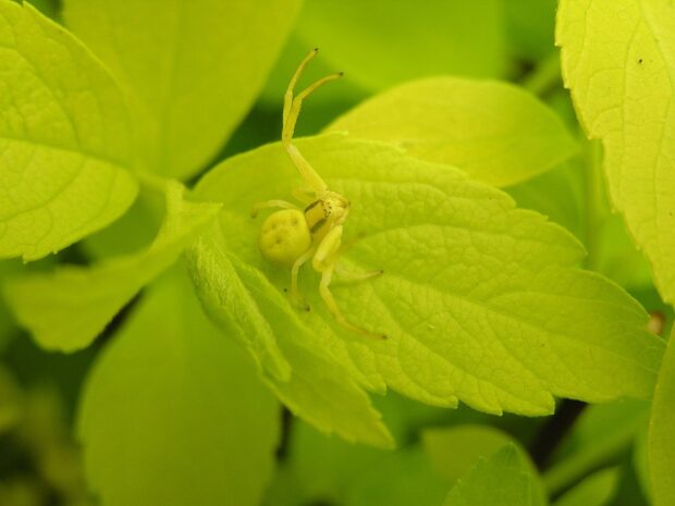 Are crab spiders poisonous?