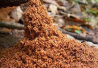 Carpenter ant frass vs Termite frass Identification, Treatment