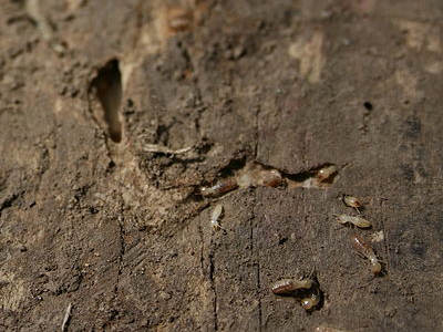 Dampwood termites Facts, Traps, Treatment