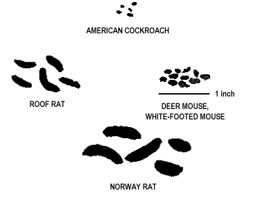 Rat poop vs Mouse poop Identification, Treatment