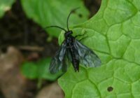 Solomon's seal Solomon's seal sawfly Facts, Life cycle, Traps, Treatment