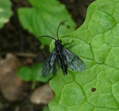 Solomon's seal sawfly Facts, Life cycle, Traps, Treatment