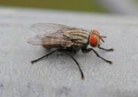 Sphaerocerid fly Facts, Identification, Traps, Control