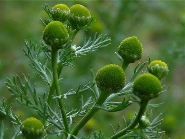 Pineapple Weed Uses, Tea, seeds, growth, cultivation