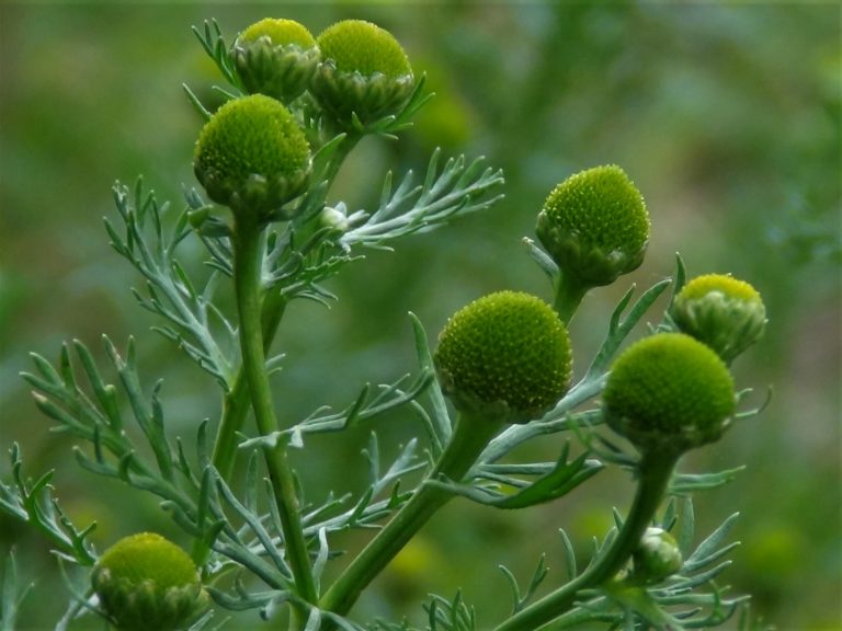 Pineapple Weed Uses, Tea, seeds, growth, cultivation BigBear Pest Control